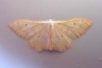 Idaea straminata