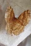 Cepphis advenaria