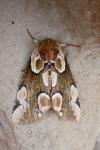 Thyatira batis