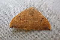 Watsonalla binaria