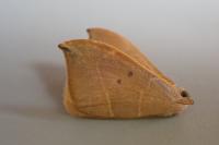 Watsonalla uncinula