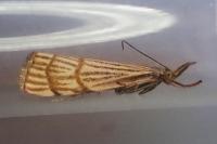 Chrysocrambus linetella