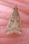 Eudonia pallida