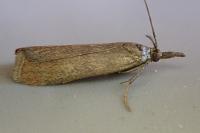 Hypochalcia ahenella