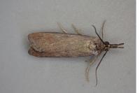 Hypochalcia ahenella