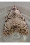 Meganola strigula