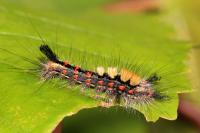 Orgyia antiqua
