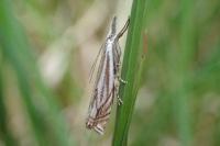 Crambus lathoniellus
