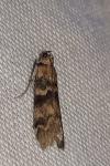 Euzophera pinguis