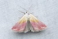Eublemma purpurina