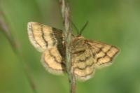 Cleta filacearia