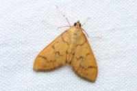 Patania balteata