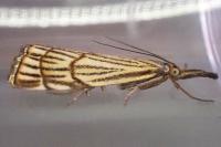 Chrysocramboides craterellus