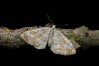 Perizoma flavofasciata