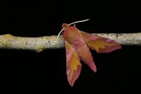 Deilephila porcellus