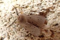 Diaphora mendica