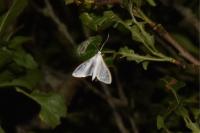 Palpita vitrealis