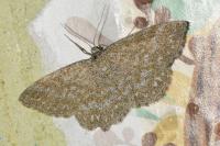 Scopula immorata