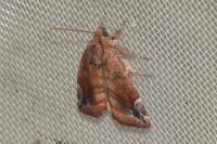 Cosmia pyralina