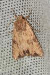Apamea sublustris