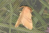 Malacosoma neustria