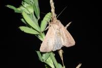 Mythimna albipuncta