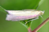 Oncocera semirubella