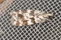 Scoparia pyralella
