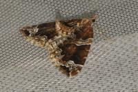 Eulithis prunata