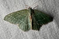 Hemithea aestivaria