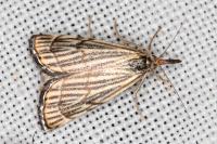 Chrysocramboides craterellus