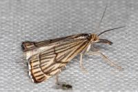 Chrysocramboides craterellus