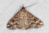 Evergestis frumentalis