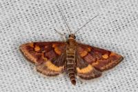Pyrausta aurata