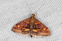 Pyrausta aurata