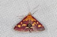 Pyrausta purpuralis
