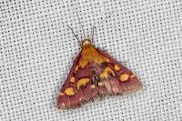 Pyrausta purpuralis