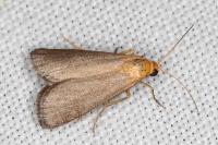 Eurhodope cirrigerella