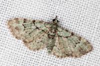 Pasiphila rectangulata