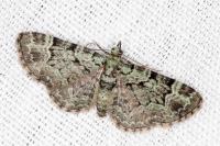Pasiphila rectangulata