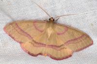 Rhodostrophia calabra