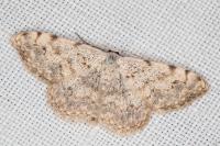 Scopula submutata roseonitens