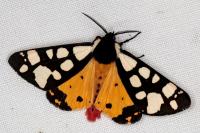Arctia villica
