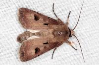 Agrotis exclamationis exclamationis