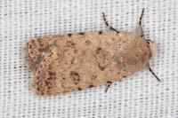 Caradrina clavipalpis