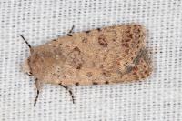 Caradrina clavipalpis