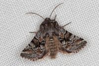 Cleonymia yvanii
