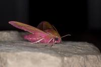 Deilephila elpenor