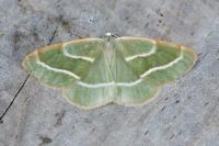 Hylaea fasciaria