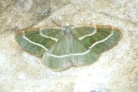 Hylaea fasciaria